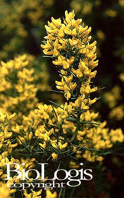 Genista acanthoclada DC., Prodr. 2 : 146 (1825) Χαμηλός πυκνά διακλαδισμένος και πολύ αγκαθωτός θάμνος που φτάνει μέχρι τα 50 cm, κλαδιά αντίθετα που τελειώνουν σε αγκάθι.