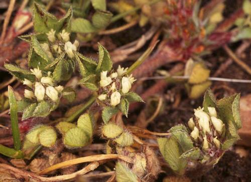 Trifolium scabrum L., Sp. Pl. 770 (1753): Μονοετές. Βλαστοί 5 25 cm, δύσκαμπτοι, πολύστροφοι, πολυάριθμοι και έρποντες. Φυλλάρια 5 10 mm, σφηνοειδούς σχήματος που καταλήγουν σε οδόντωση.