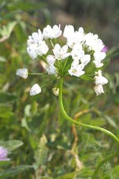 17. Liliaceae Τα χαρακτηριστικά των γυρεοκόκκων είχαν συχνά χρησιμοποιηθεί σαν κριτήριο ορισμού της οικογένειας και όλα τα είδη που είχαν γυρεοκόκκους με ένα άνοιγμα (αύλακα) και δικτυωτό ανάγλυφο,