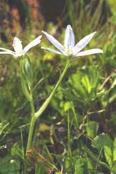 Ornithogalum collinum Guss., Ind. Sem. Horto Boccad. (1825) Φυτό 7 20 (- 40) cm.. Φύλλα 4 15, πλάτους 1,5 8(- 15) mm γραμμοειδή με ραβδώσεις με μια λευκή γραμμή κάτω στη μέση.