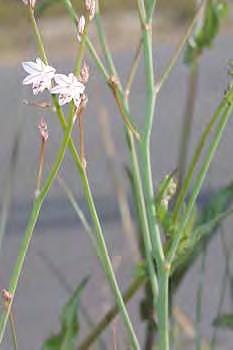 Asphodelus fistulosus L., Sp. Pl. (1753) Κοντό έως μέτριο πολυετές με μεγάλες σαρκώδεις ρίζες. Φύλλα γραμμοειδή, κούφια και κυλινδρικά με πλάτος περισσότερο από 5 mm.