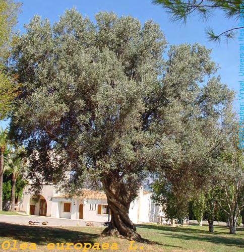 Το μέγεθος ποικίλλει από 20 σε 30 μm. Olea europaea L., Sp. Pl.