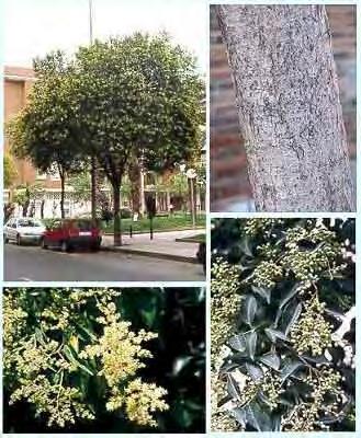 Ligustrum lucidum Aiton fil. Aiton, Hort. Kew. Ed. 2, 1:19 (1810) Σχετικά ευθυτενές αειθαλές δέντρο που φτάνει σε ύψος τα 10 m. Φύλλα οβάλ, γυαλιστερά, σκούρα καφέ, με κοντό μίσχο και χωρίς οδόντωση.