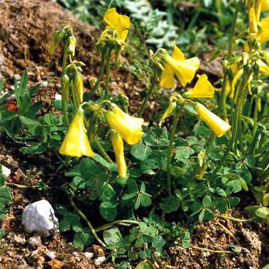 Oxalis pes caprae L., Sp. Pl.