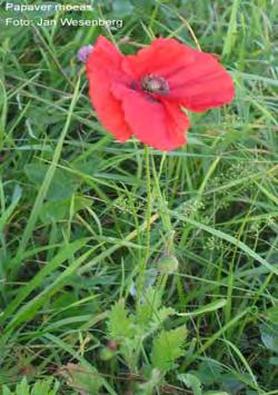 Papaver rhoeas L., Sp. Pl. 507 (1753) Φυτό 10 60 cm, όρθιο ή ανερχόμενο Αγκαθωτό. Μονοετές. Τα φύλλα 1 2 πτεροσχιδή, πράσινα.