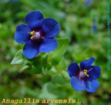 Οροφή συνεχή (eutectate). 25. Primulaceae Οι γυρεόκοκκοι της οικογένειας αυτής έχουν τρεις κόλπους και πόρους, είναι ισοπολικοί και γενικά έχουν ανάγλυφο δικτυωτό διάτρητο ή μόνο δικτυωτό.