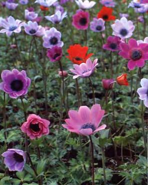 Αριθμός κυττάρων 2. Anemone pavonina Lam., Encycl. Meth. Bot. 1: 166 (1783) Φυτό 15 45 cm. Τα φύλλα της βάσης παλαμοσχιδή, οι λοβοί ωοειδείς έως λογχοειδή και οδοντωτά.