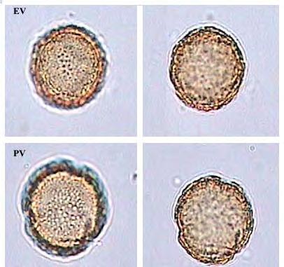 Ranunculus marginatus D urv., Mem. Soc. Linn. Paris 1: 318 (1822) : Λίγο πολύ χνοώδες, μονοετές, με το βλαστό πιο διογκωμένο στη βάση μήκους 10 45 cm.