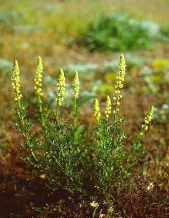 Reseda lutea L., Sp. Pl. 449 (1753) Μονοετές έως πολυετές θαμνώδες φυτό. Βλαστός διακλαδισμένος πάνω. Φύλλα πτεροειδώς λοβοειδή με 10 ή περισσότερους στενούς λοβούς χωρίς οδόντωση.