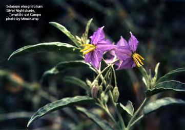 Solanum elaeagnifolium Cav., Icon. Descr. 3: 22 (1795) Ποώδες φυτό που φτάνει σε ύψος έως και το 1 m και μοιάζει ενίοτε με θάμνο. Βλαστός εύρωστος, τριχωτός.