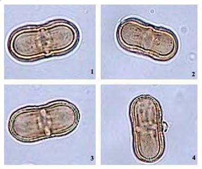 Οροφή συνεχής (eutectate). Πολλές δοκίδες. Foeniculum vulgare Miller, Gard. Dict. Ed.