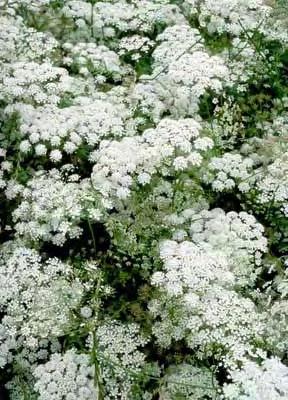 Pimpinella peregrina L., Sp. Pl. 264 (1753) Βλαστός μονήρης με αυλάκωση. Κατώτερα φύλλα απλά, καρδιόσχημα, οδοντωτά. Τα υπόλοιπα φύλλα λοβοειδή με στενόμακρους λογχοειδείς, ανώμαλα οδοντωτούς λοβούς.