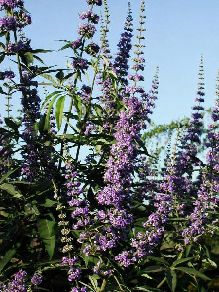Vitex agnus castus L., Sp. Pl. 638 (1753) Φυλλοβόλος θάμνος ύψους 1-6 m. Τα νεαρά κλαδιά είναι κάπως τετράγωνα, γκρι και τριχωτά και γίνονται σκούρα καφέ με την ηλικία.