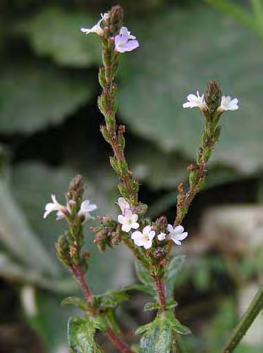 Verbena officinalis L., Sp. Pl. 20 (1753): Πολυετές φυτό, βλαστοί 30 60 (100) cm, στητοί με αγκάθια στις γωνίες και ακανόνιστα διακλαδισμένοι.