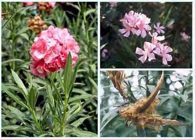 Μέρος 2 ο ΠΕΡΙΓΡΑΦΗ ΤΩΝ ΜΕΛΕΤΗΜΕΝΩΝ TAXA 1. Apocynaceae Nerium oleander L., Sp. Pl. 209 (1753) Εύρωστος αειθαλής θάμνος που φτάνει σε ύψος τα 4 m με στητό αλλά εύκαμπτο βλαστό.