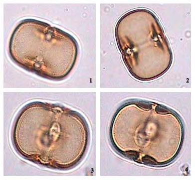 Anchusa azurea Miller, Gard. Dict ed. 8., no 9 (1768) Αποτελεί ένα εύρωστο πολυετές φυτό που φτάνει σε ύψος ακόμά και 1,5 m και τα φύλλα έχουν φάρδος 15 50 mm.