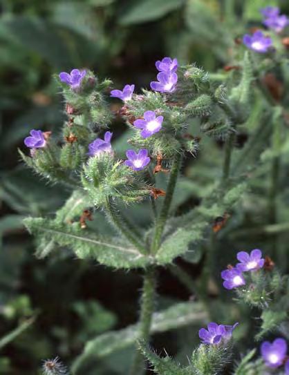 Anchusa arvensis (L.) Bieb., Fl. Taur. Cauc. 1: 123 (1808) Αγκαθωτό μονοετές με αναρριχώμενους βλαστούς. Βλαστοί μήκους 10 60 cm.