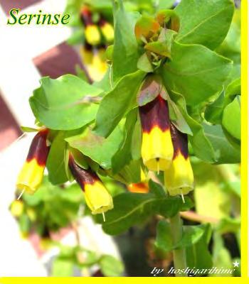Cerinthe major L., Sp. Pl. 136 (1753) Mονοετές φυτό. Βλαστοί 15 60 cm Τα κατώτερα φύλλα στενόμακρα με μεγαλύτερο πλάτος πάνω από τη μέση και έμμισχα.