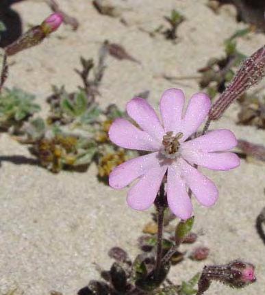 6. Caryophyllaceae Αυτή η οικογένεια έχει μεγάλη γυρεολογική πολυμορφία και αναγνωρίζονται 11 διαφορετικοί τύποι γυρεοκόκκων.