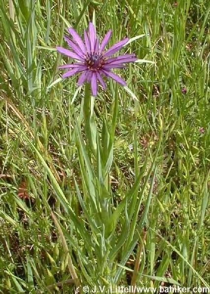 Tragopogon porrifolius subsp. porrifolius L., Sp. Pl. 789 (1753) Λείο διετές φυτό με κυλινδρικό ρίζωμα. Βλαστοί 30 125 cm. Φύλλα φαρδιά γραμμοειδή πιο πλατιά στη βάση.