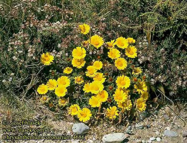 Chrysanthemum coronarium L., Sp. Pl. 890 (1753) Ελάχιστα τριχωτό φυτό. Βλαστοί 20 70(- 80) cm. Φύλλα επιμήκη εως ελλειψοειδή, συνήθως δισχιδή, με επιμήκη ή λογχοειδή τμήματα.