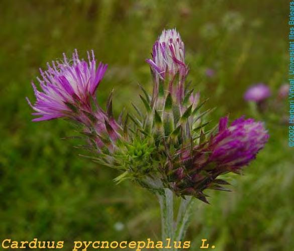 Carduus pycnocephalus L., Sp. Pl. ed. 2, 1151 (1763) Μοονοετές γκριζοπράσινο φυτό που φτάνει τα 80 cm. Βλαστός αραχνοειδής τριχωτός. Πτερύγια πλάτους 5 mm, τριγωνικά με ένα ακραίο αγκάθι 5 mm.