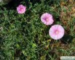 8. Convolvulaceae Οι γυρεόκοκκοι της οικογένειας έχουν γενικά 3 κόλπους (3 zonocolpate) ή έχουν πολλούς πόρους (pandoporate), είναι ισοπολικοί με Ρ Ε = 25 89 22 89, και ανάγλυφο διάτρητο και στοιχεία
