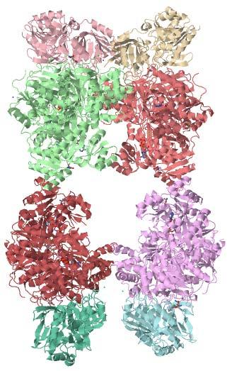 Συνθετάση φωσφορικού καρβαμοϋλίου Στα θηλαστικά υπάρχουν δύο μορφές ισοενζύμων το μιτοχονδριακό το οποίο χρησιμοποιεί NH 4+ ως πηγή αζώτου στον κύκλο της ουρίας και ένα άλλο ισοένζυμο που