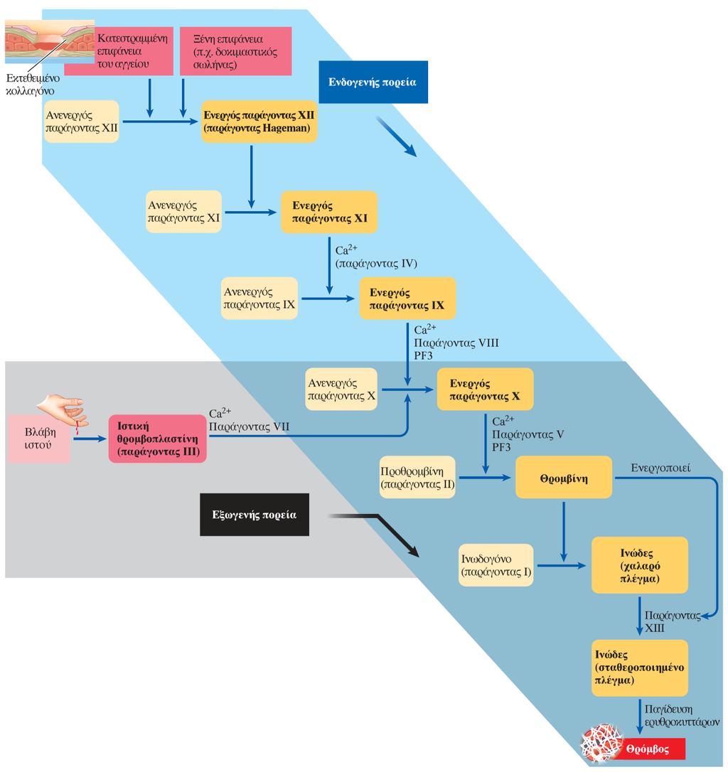 Οι ενδογενείς και εξωγενείς μηχανισμοί πήξης του αίματος συνήθως