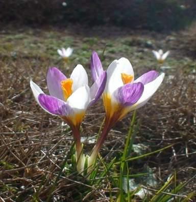 (Chionodoxa