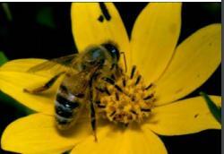 Εικόνα 2.4.1: Η αναζήτηση νέκταρ από εργάτρια μέλισσα.