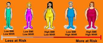 %Body Fat: Fat mass/total mass