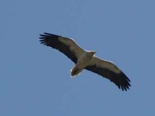 III. Ο Ασπροπάρης (Νeophron percnopterus) Η παρουσία του είδους στην περιοχή και η σηµασία της σε εθνικό και διεθνές επίπεδο O Ασπροπάρης είναι µεταναστευτικό είδος µικρόσωµου γύπα, που διαχειµάζει