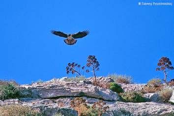 VII. Ο Σπιζαετός (Hieraaetus fasciatus) α) Η παρουσία του είδους στην περιοχή Είναι µεσαίου µεγέθους αετός, πολύ καλά προσαρµοσµένος στα άνυδρα και βραχώδη µεσογειακά οικοσυστήµατα µε αραιή βλάστηση