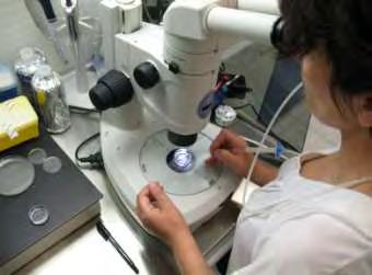 Όλες οι εργασίες που ακολούθησαν μετά τη συλλογή των ωαρίων, γινόταν σε θάλαμο οριζόντιας νηματικής ροής (Horizontal laminar flow, Mini-H Telstar, Spain).