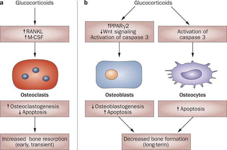 Η θέση του Denosumab στη