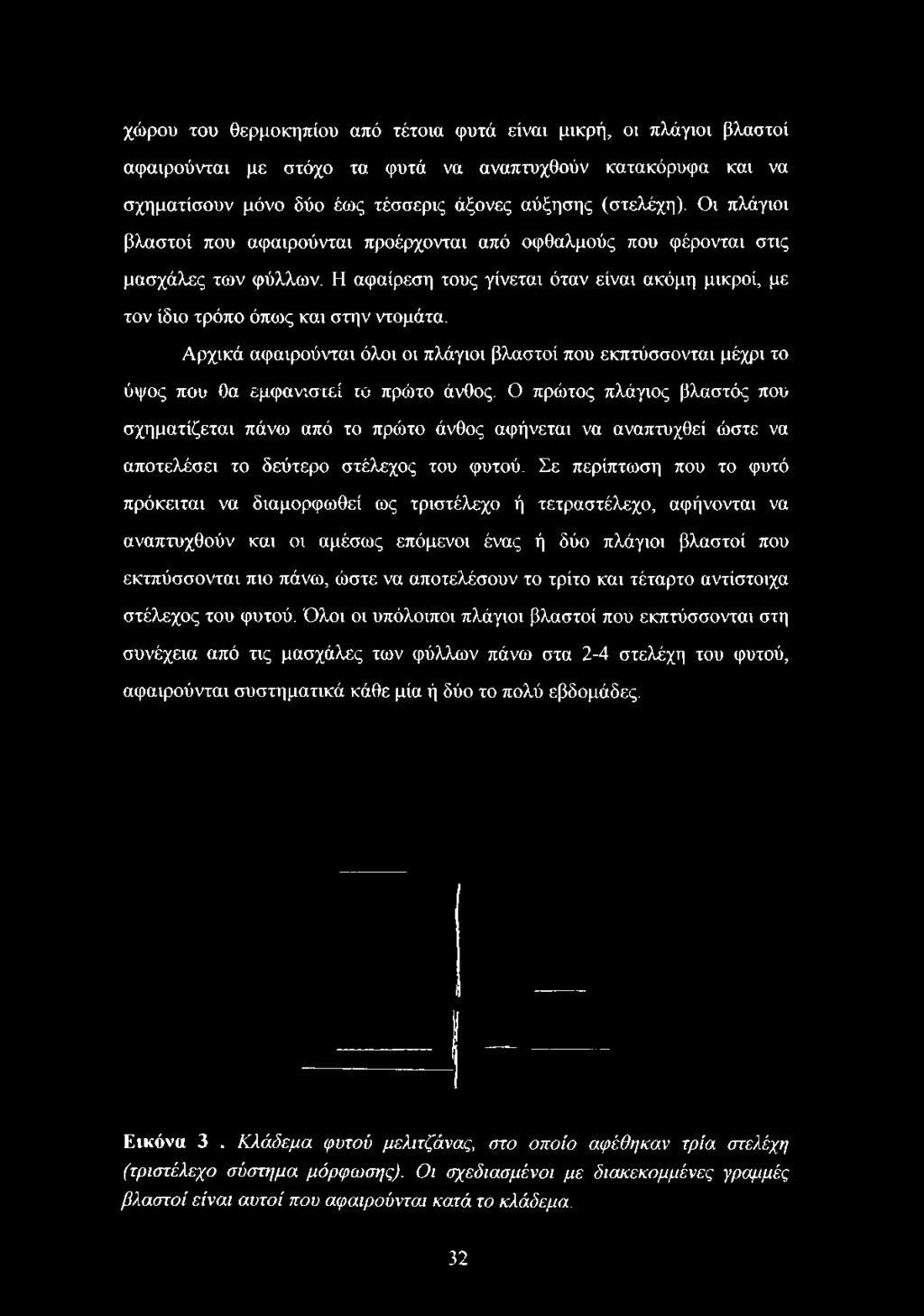 Αρχικά αφαιρούνται όλοι οι πλάγιοι βλαστοί που εκπτύσσονται μέχρι το ύψος που θα εμφανιστεί το πρώτο άνθος.