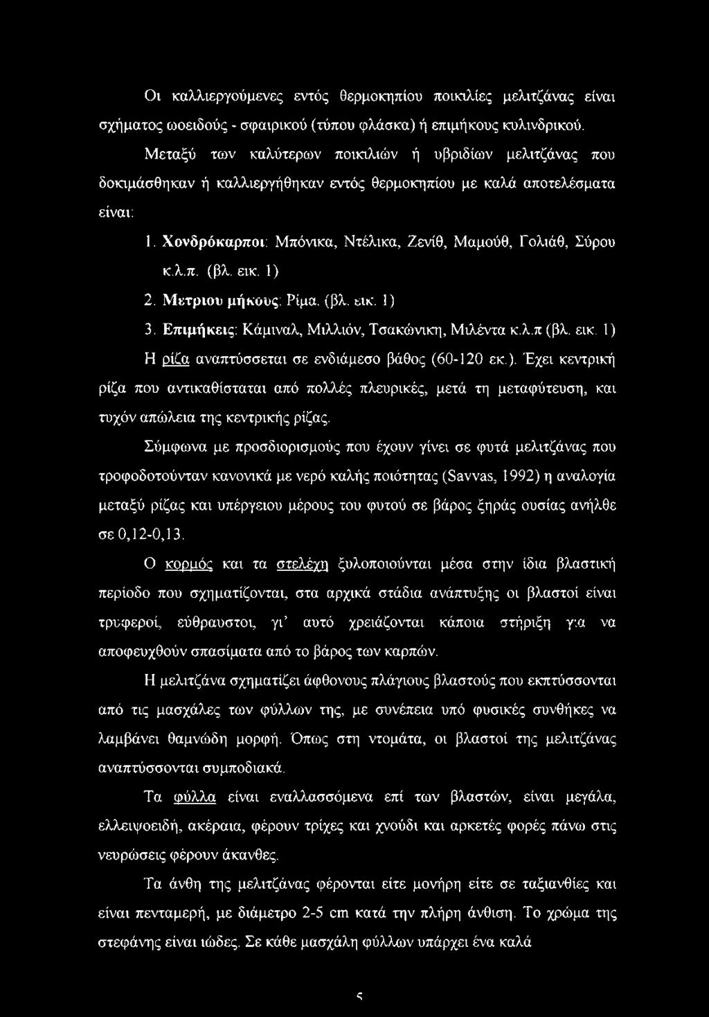 λ.π. (βλ. εικ. 1) 2. Μέτριου μήκους: Ρίμα. (βλ. εικ. 1) 3. Επιμήκεις: Κάμιναλ, Μιλλιόν, Τσακώνικη, Μιλέντα κ.λ.π (βλ. εικ. 1) Η ρίζα αναπτύσσεται σε ενδιάμεσο βάθος (60-120 εκ.). Έχει κεντρική ρίζα που αντικαθίσταται από πολλές πλευρικές, μετά τη μεταφύτευση, και τυχόν απώλεια της κεντρικής ρίζας.