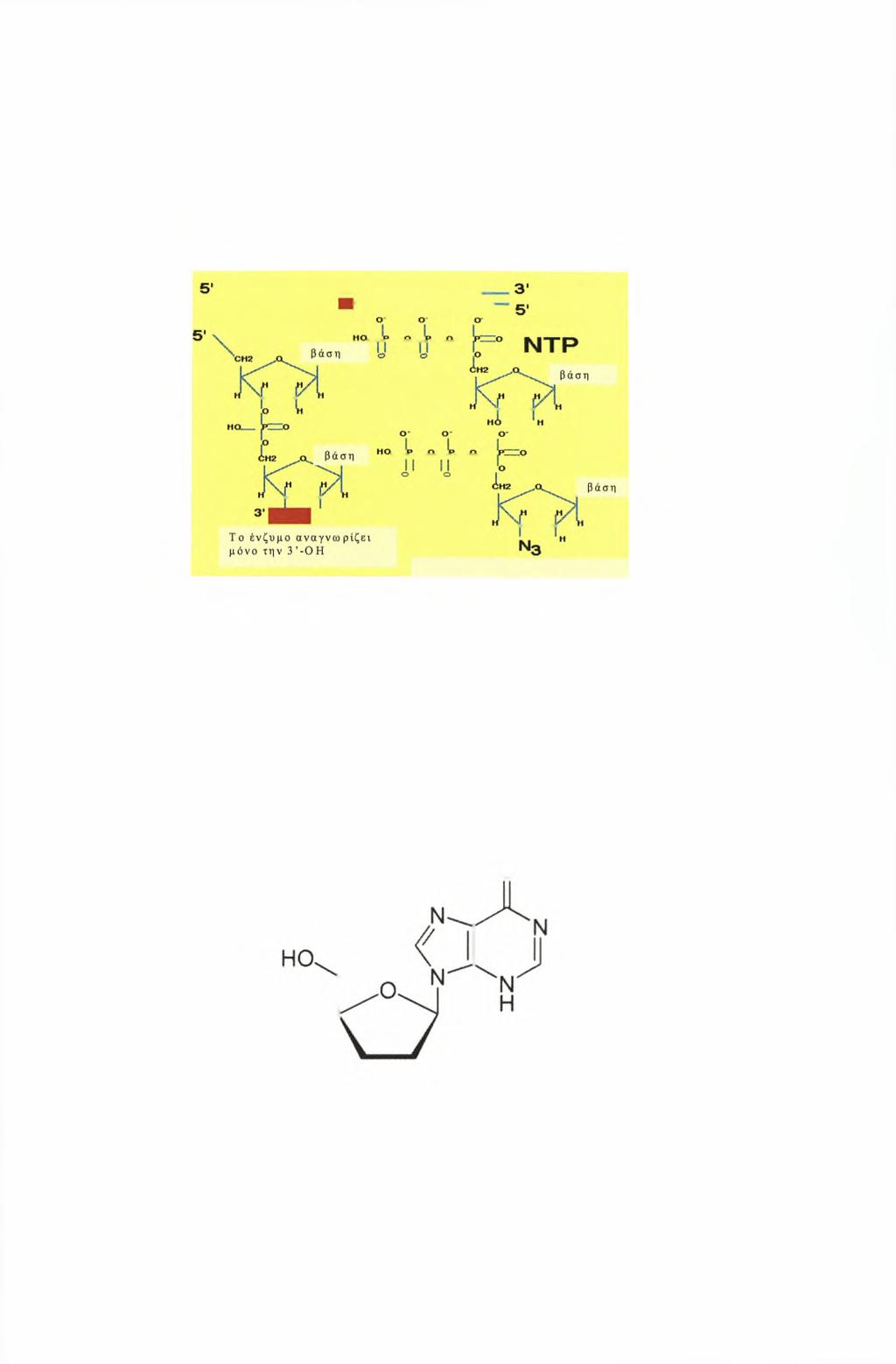 Ο τερματισμός της αλυσίδας του DNA, είναι αποτέλεσμα της απουσίας της ομάδας του 3'-υδροξυλίου στο zidovudine,