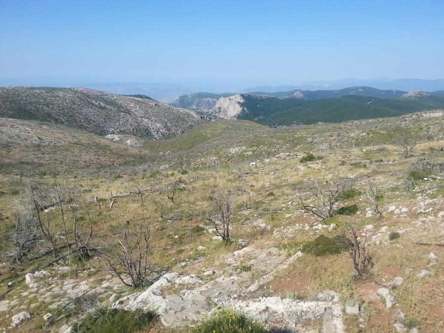 Κατάσταση δάσους Κεφαλληνιακής ελάτης 2) Υποβαθμισμένο δάσος ελάτης (Νότιες Εκθέσεις) Υποβαθμισμένα εδάφη (ασβεστολιθικά) Κακή ανάπτυξη