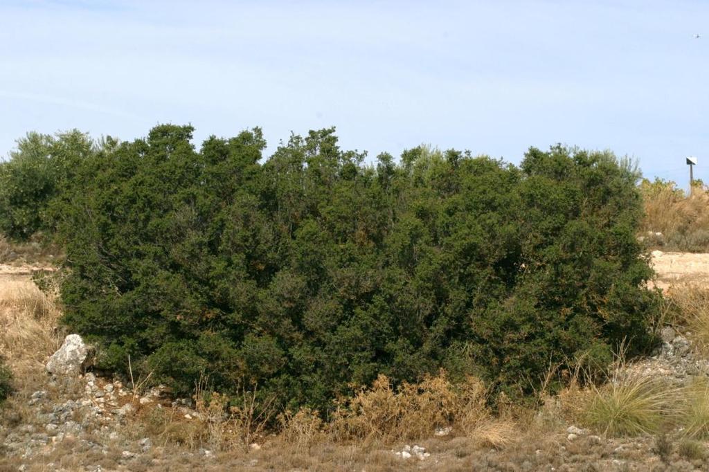 Εκεί όπου η βόσκηση συμβάλει σημαντικά στην παραγωγή νέων βλαστών είναι οι θάμνοι.