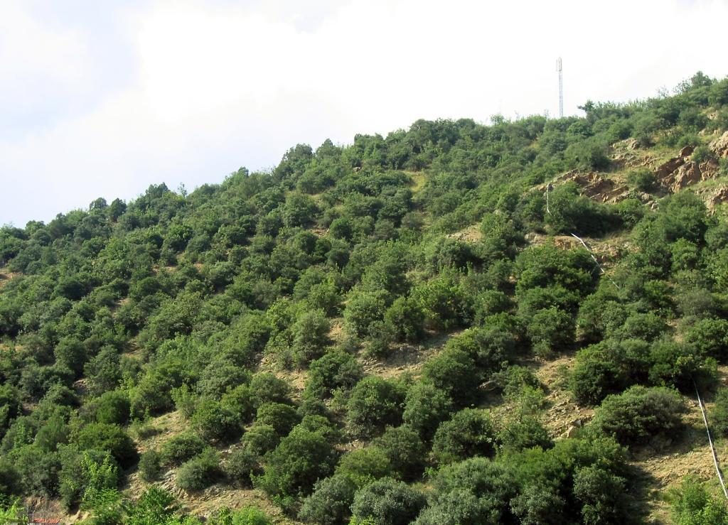 Αυτό συμβαίνει επειδή με την υπερβολική βόσκηση του υπέργειου τμήματος απομακρύνονται,