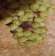 5. Βοτρύτης (Botrytis cinerea) Φωτογραφία