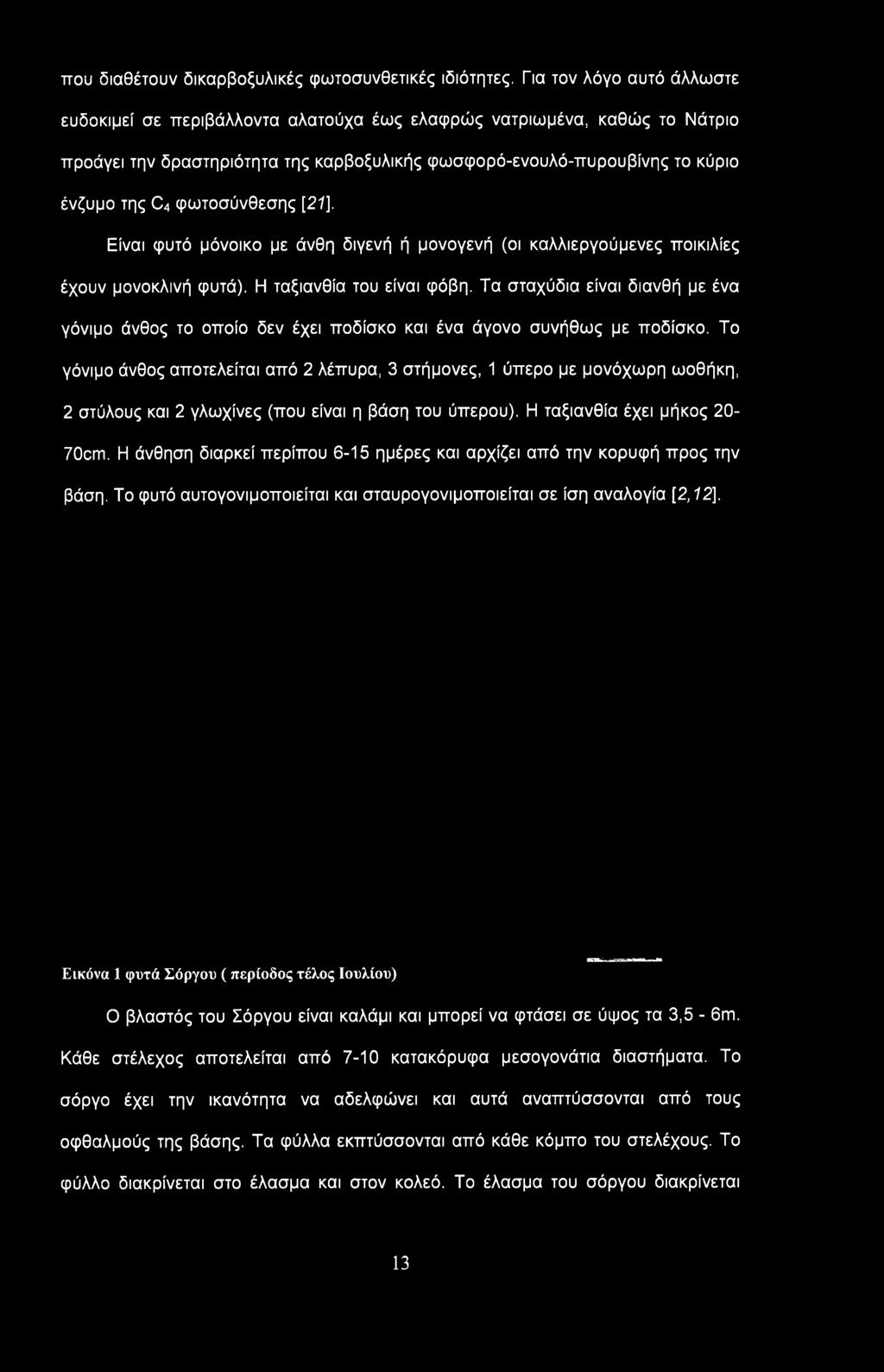 φωτοσύνθεσης [21]. Είναι φυτό μόνοικο με άνθη διγενή ή μονογενή (οι καλλιεργούμενες ποικιλίες έχουν μονοκλινή φυτά). Η ταξιανθία του είναι φόβη.