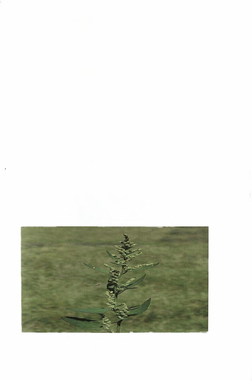 Λουβουδία (Chenopodium album) Ένα από τα χειρότερα ζιζάνια στον κόσμο και στην Ελλάδα.