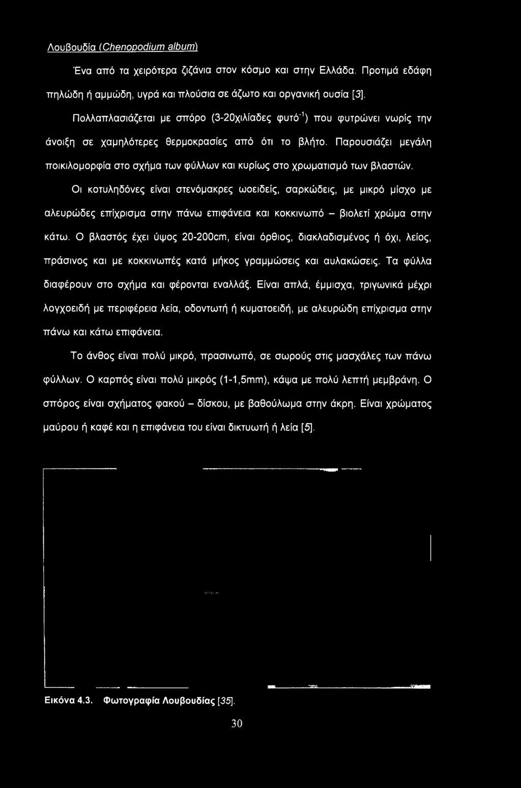 Ο βλαστός έχει ύψος 20-200cm, είναι όρθιος, διακλαδισμένος ή όχι, λείος, πράσινος και με κοκκινωπές κατά μήκος γραμμώσεις και αυλακώσεις. Τα φύλλα διαφέρουν στο σχήμα και φέρονται εναλλάξ.