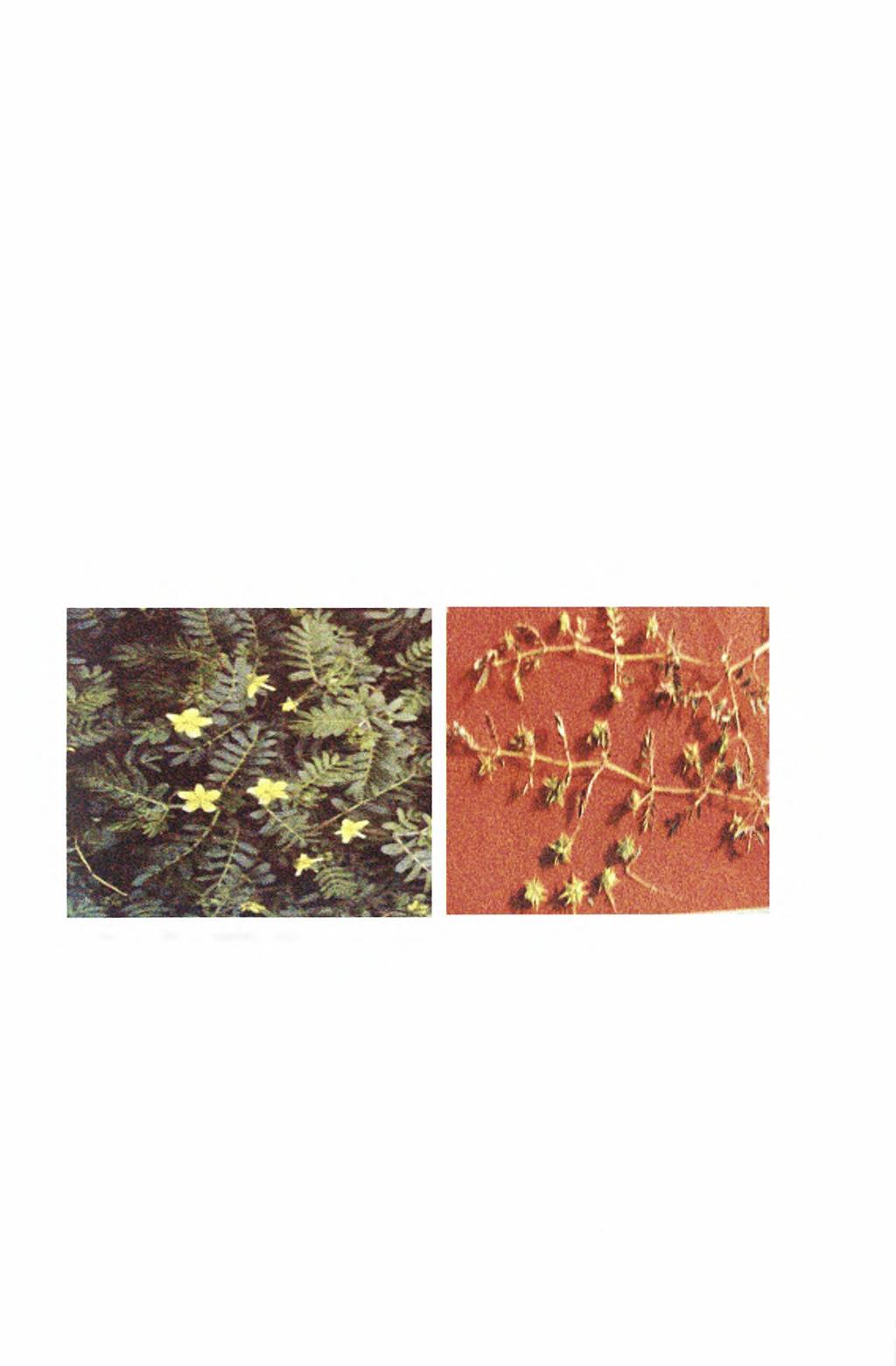 Τριβόλι (Tribulus terrestis L).