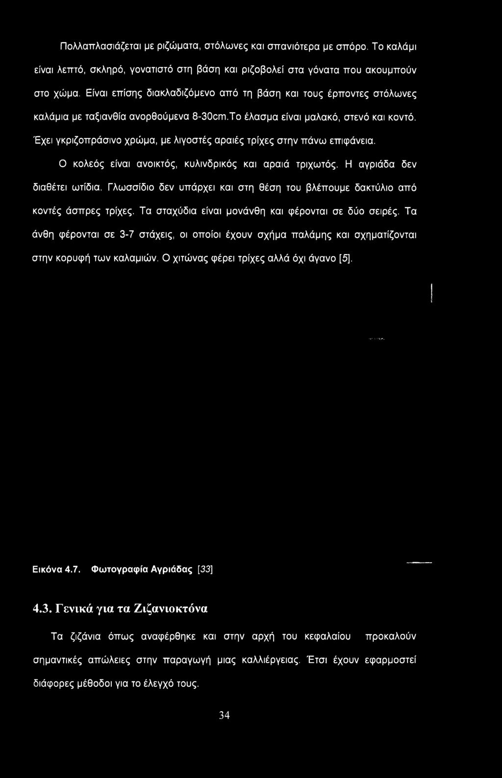 Έχει γκριζοπράσινο χρώμα, με λιγοστές αραιές τρίχες στην πάνω επιφάνεια. Ο κολεός είναι ανοικτός, κυλινδρικός και αραιά τριχωτός. Η αγριάδα δεν διαθέτει ωτίδια.