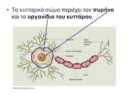 Κυτταρικό σώμα Κέντρο μεταβολισμού του κυττάρου Περιέχει τον πυρήνα, στον οποίο βρίσκονται τα γονίδια