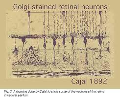 συστήματος και κάθε νευρώνας είναι ένα χωριστό